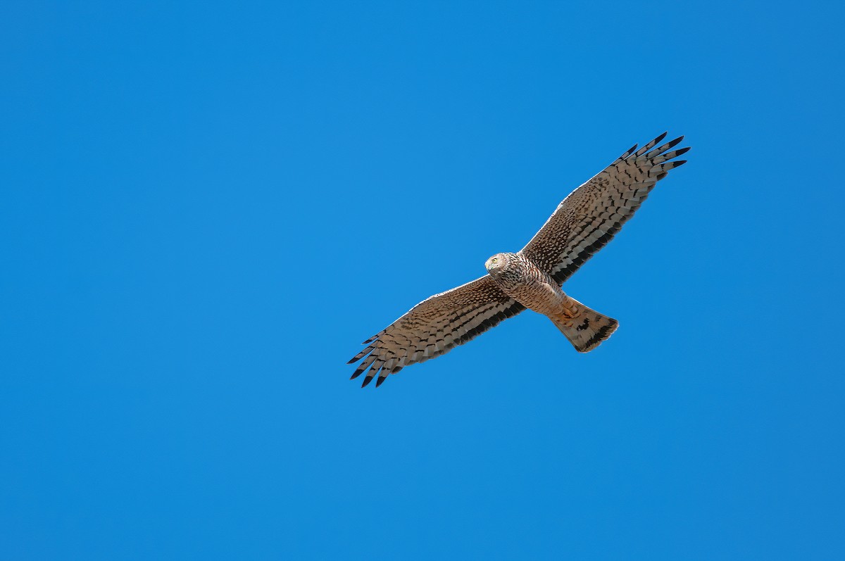 Cinereous Harrier - ML570094221