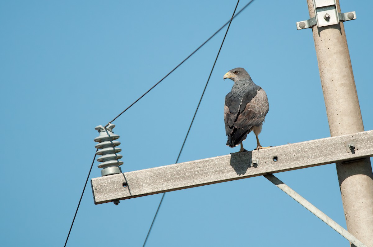 Black-chested Buzzard-Eagle - ML570094281