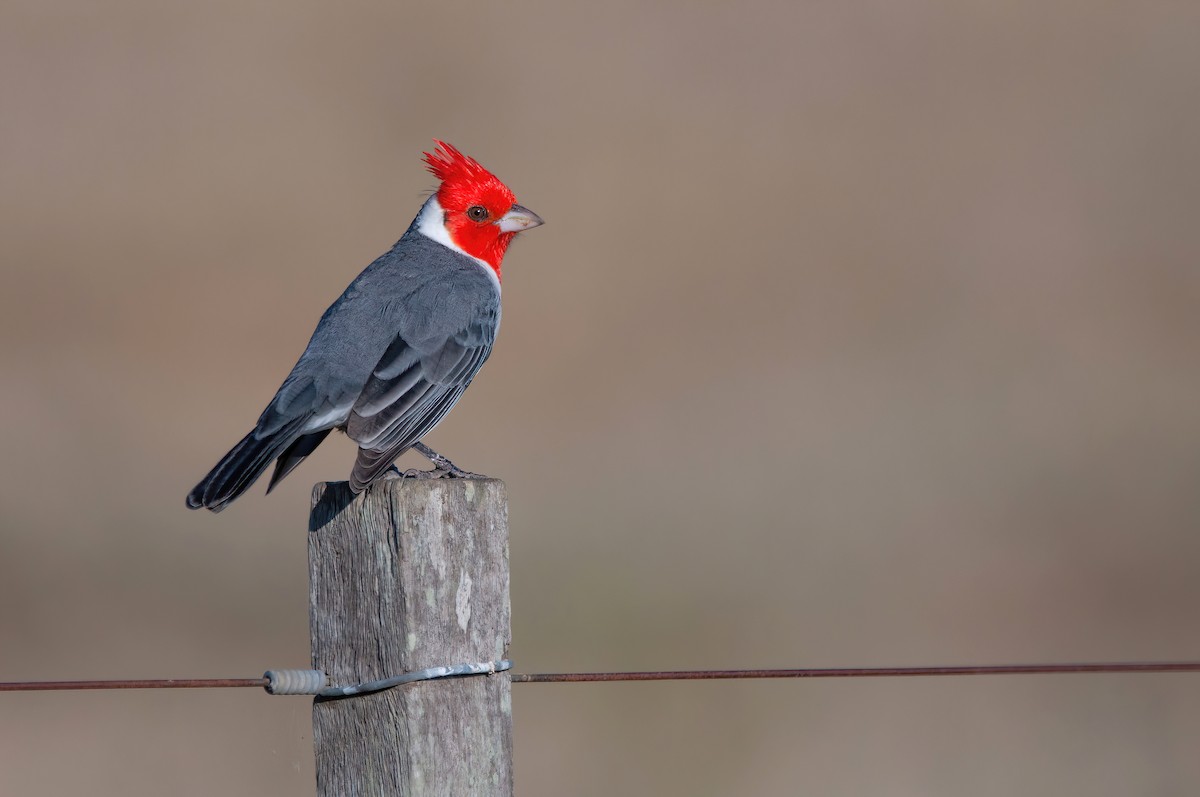 Red-crested Cardinal - ML570094501