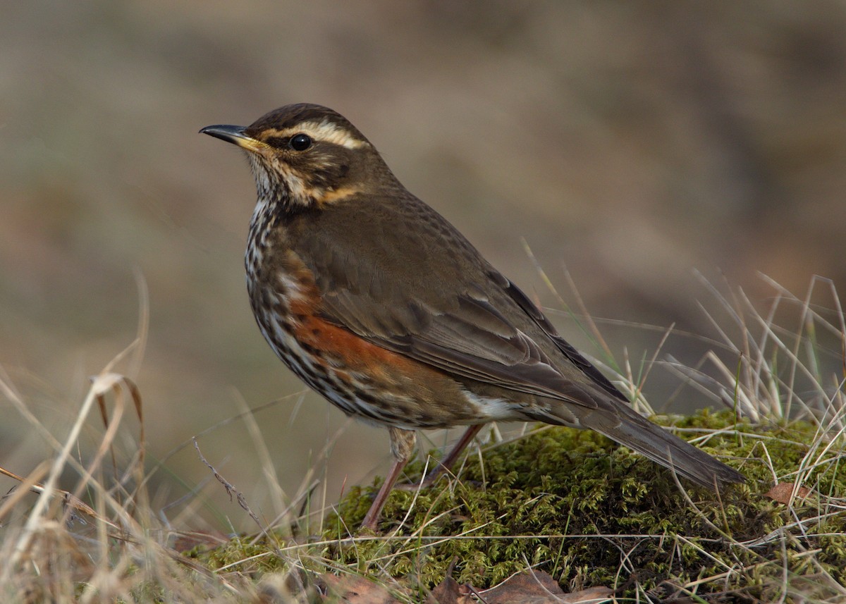 Redwing (Icelandic) - Gina Sheridan