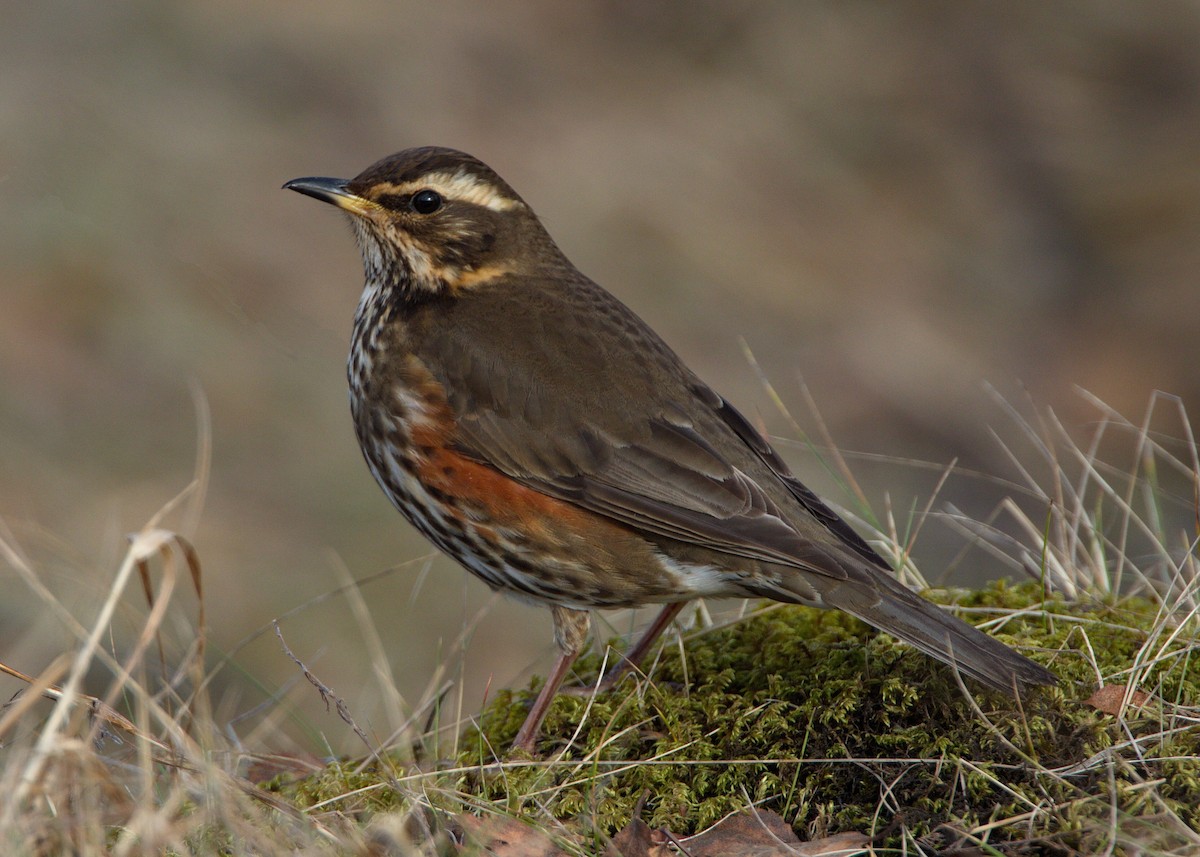 Redwing (Icelandic) - ML57009461