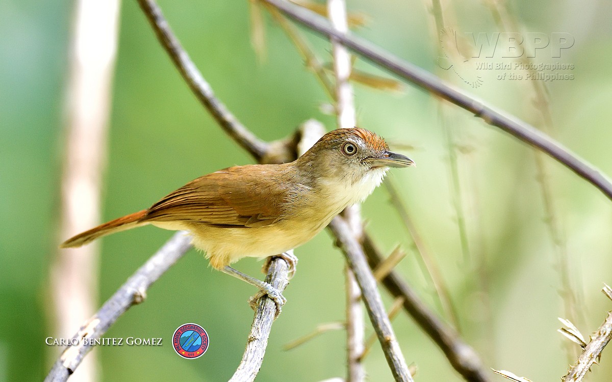 Palawan Babbler - ML57009511