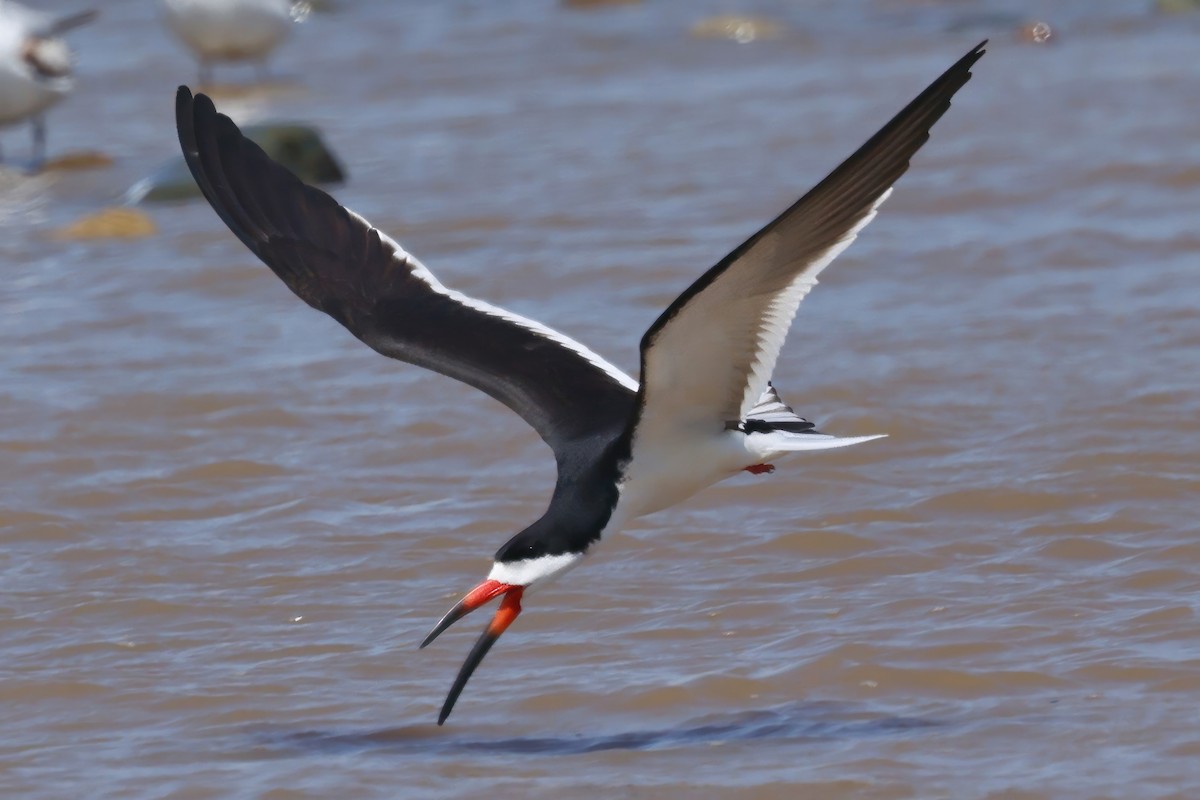 Black Skimmer - ML570095411