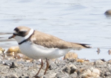 Semipalmated Plover - ML570095621