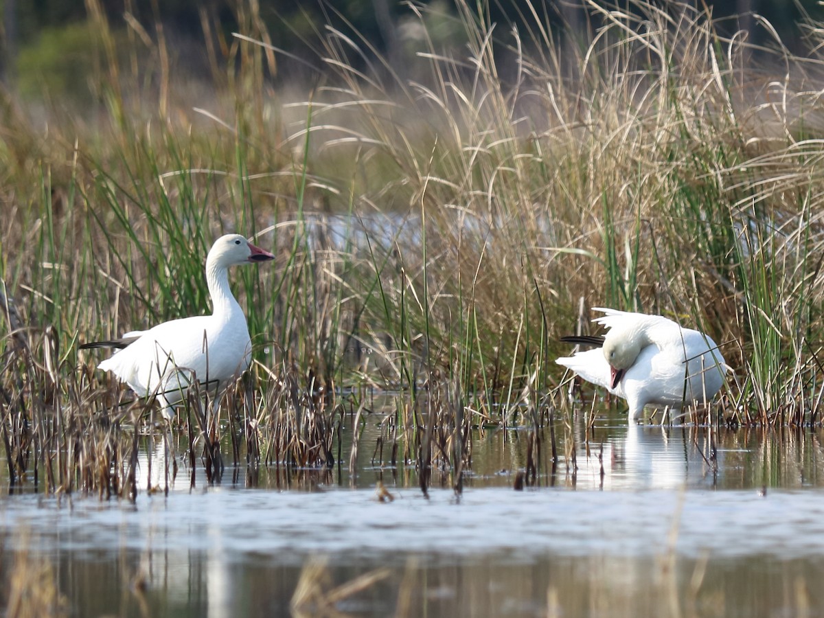 Snow Goose - ML57009611