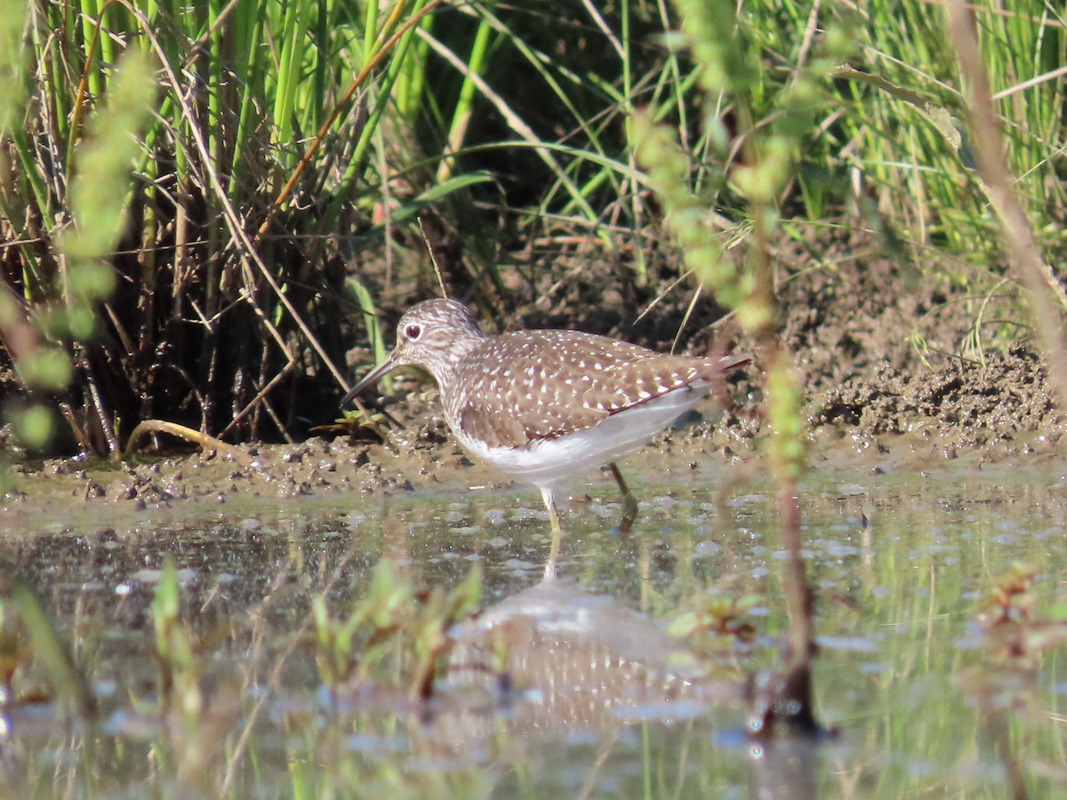 Solitary Sandpiper - ML570097071