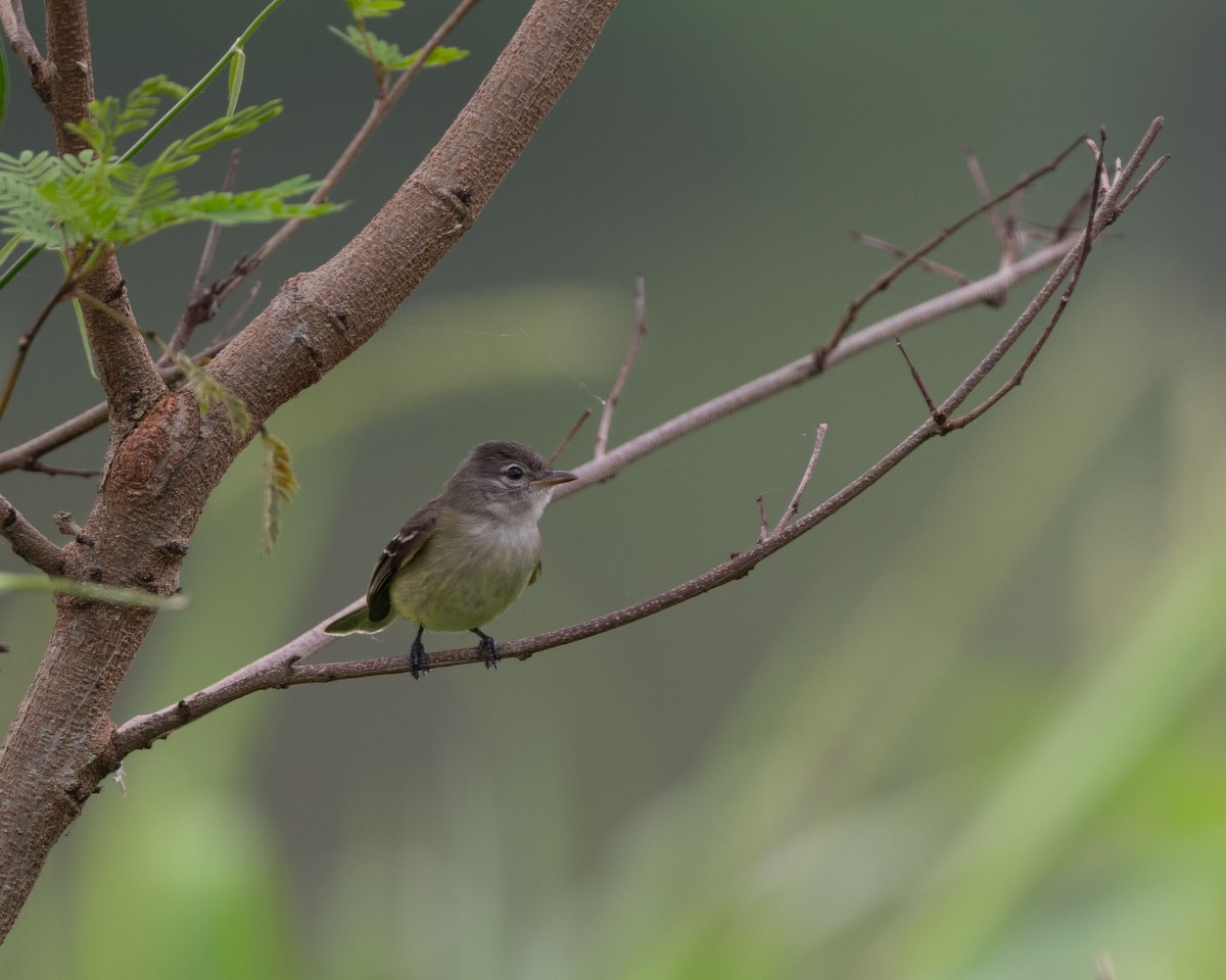 Southern Beardless-Tyrannulet (Northern) - ML570097391