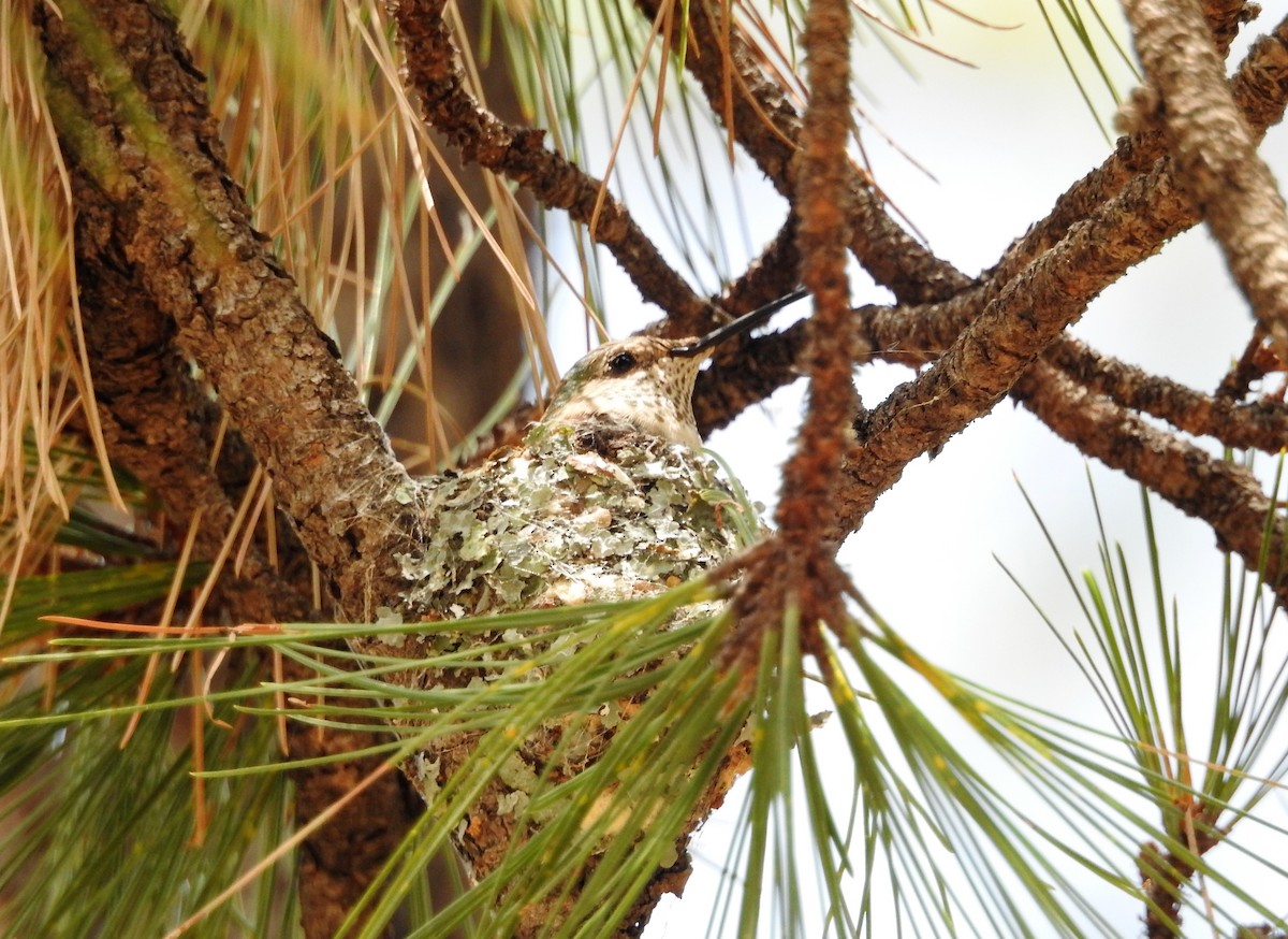 Broad-tailed Hummingbird - Melanie Furr