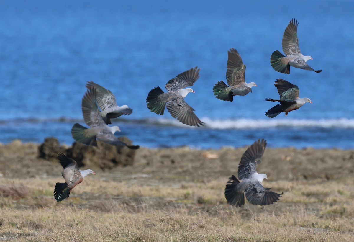 Spotted Imperial-Pigeon - ML570098001