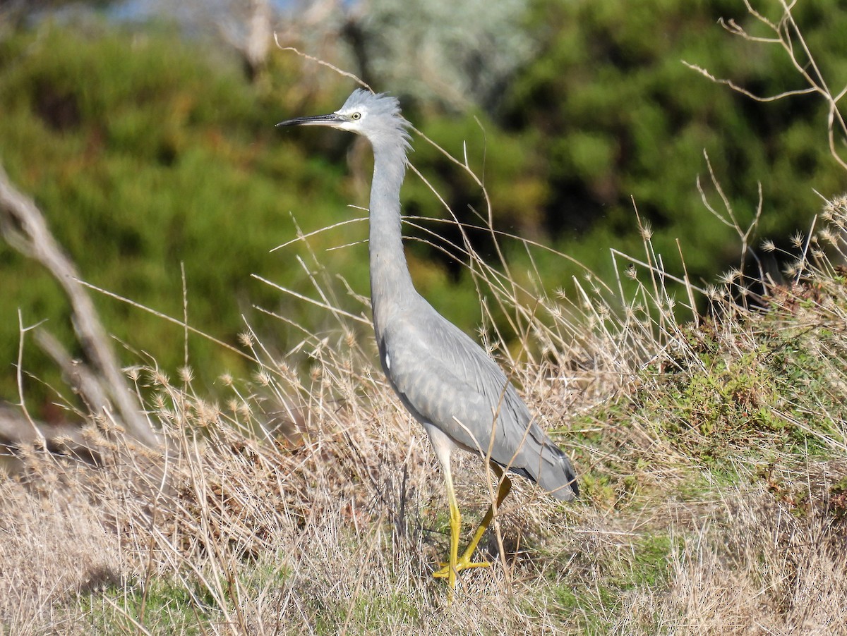 White-faced Heron - ML570098101