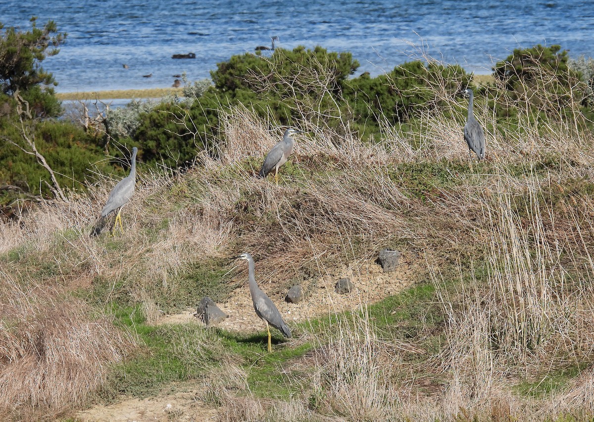 White-faced Heron - ML570098111