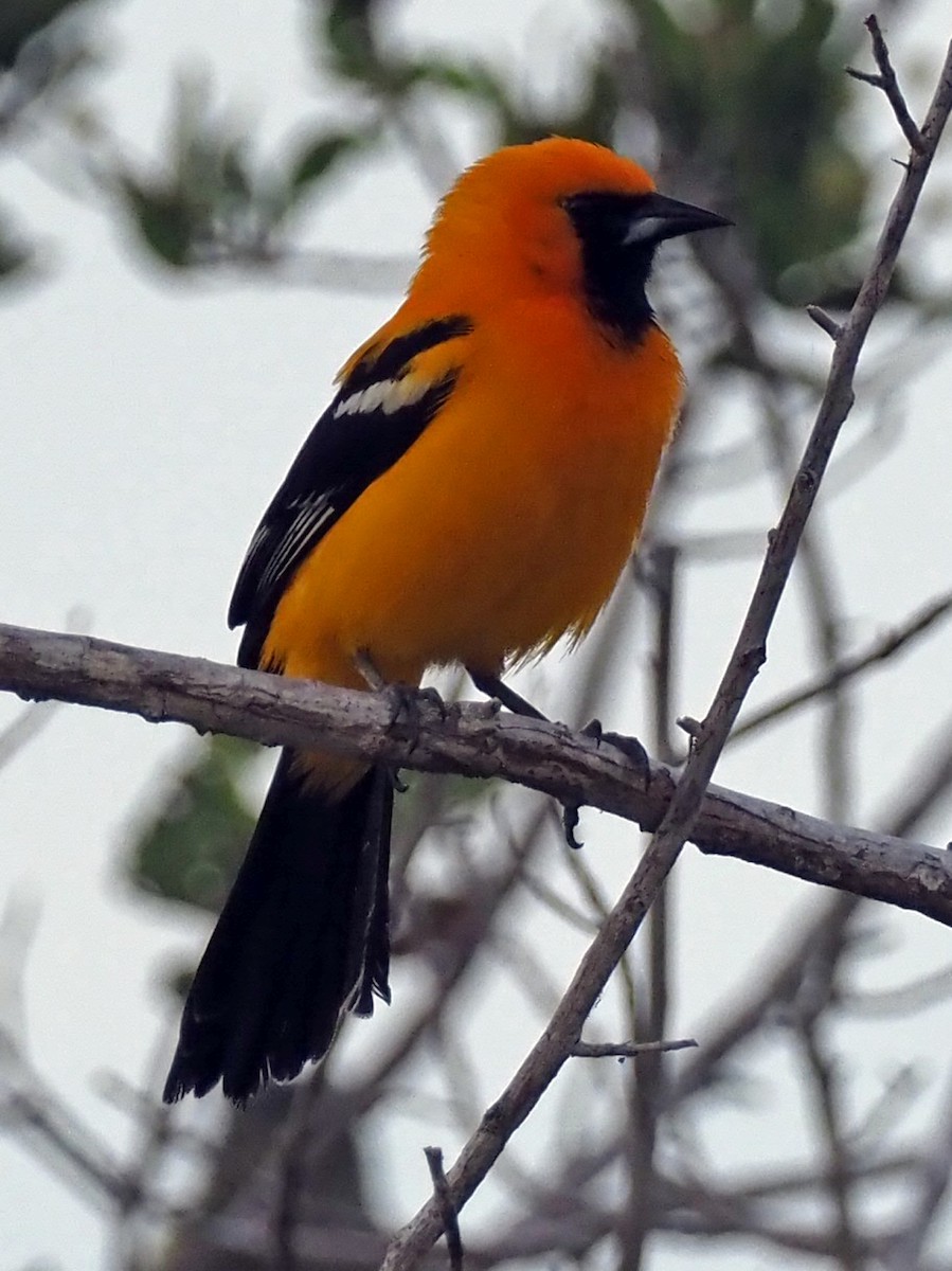 Orange Oriole - ML570099331