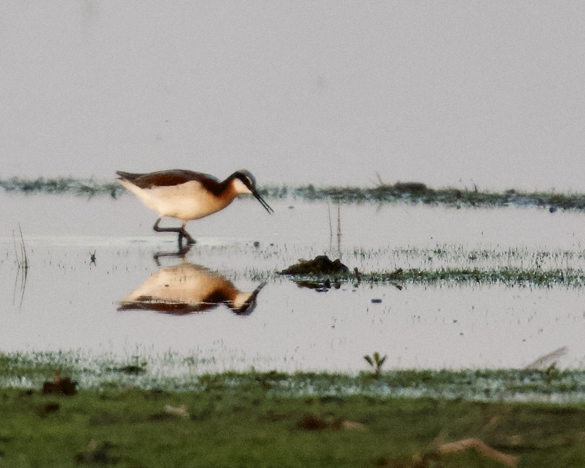 Wilson's Phalarope - Jack & Holly Bartholmai