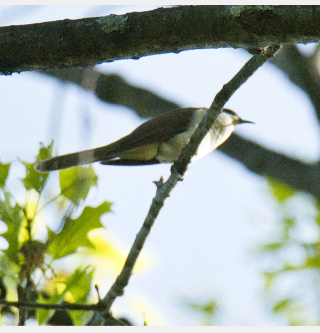 Black-billed Cuckoo - ML570100821