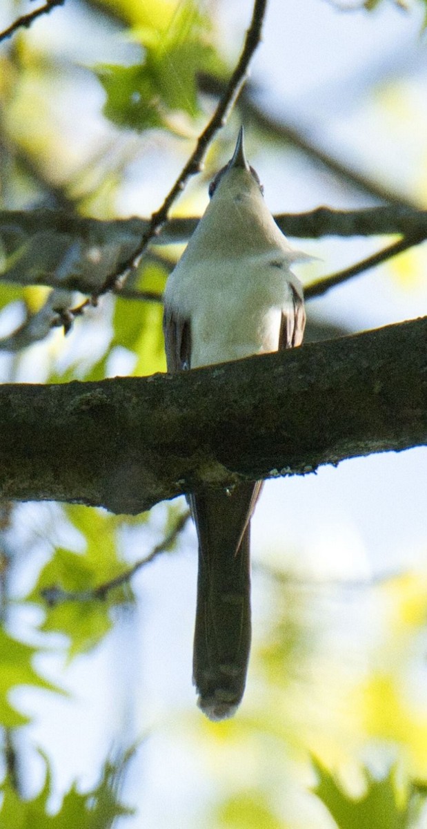 Schwarzschnabelkuckuck - ML570100831