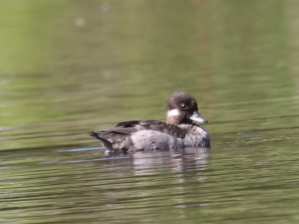 Bufflehead - Alta Tanner