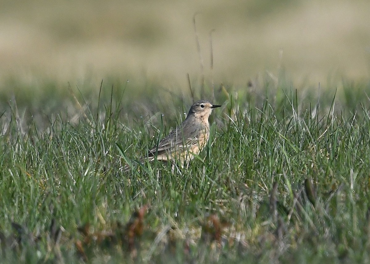 American Pipit - ML570103231