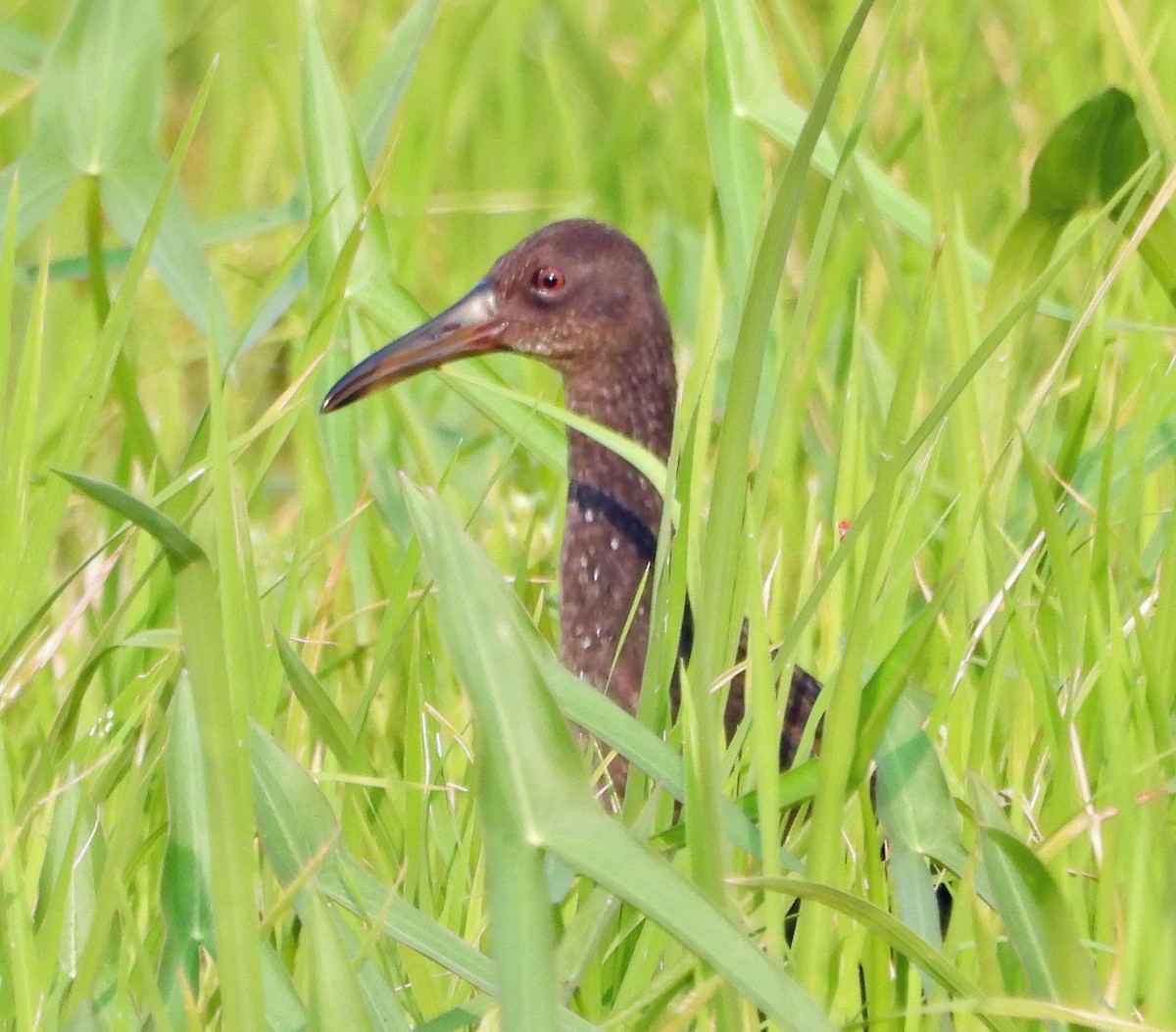 Spotted Rail - ML570104641