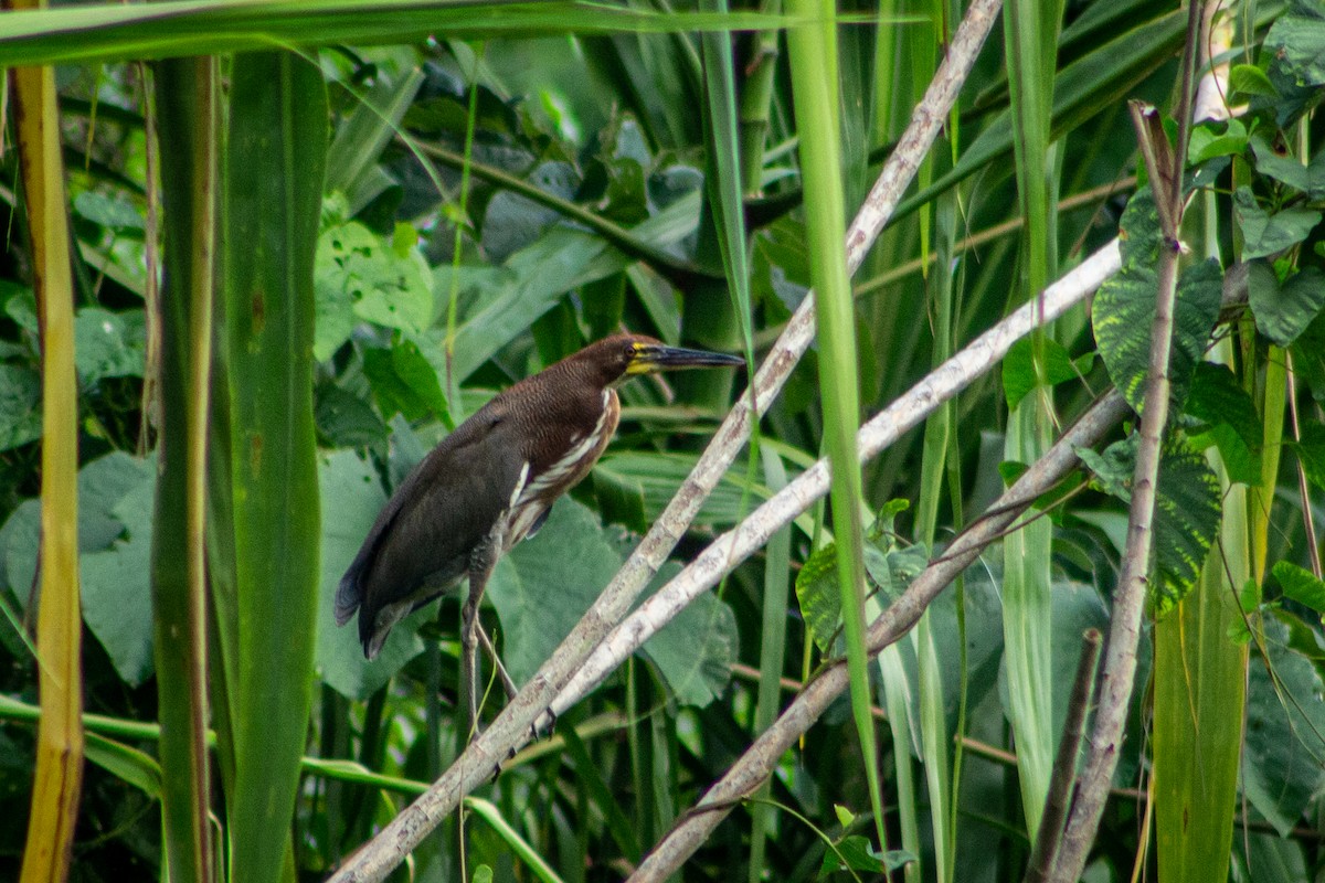 Rufescent Tiger-Heron - ML570107881