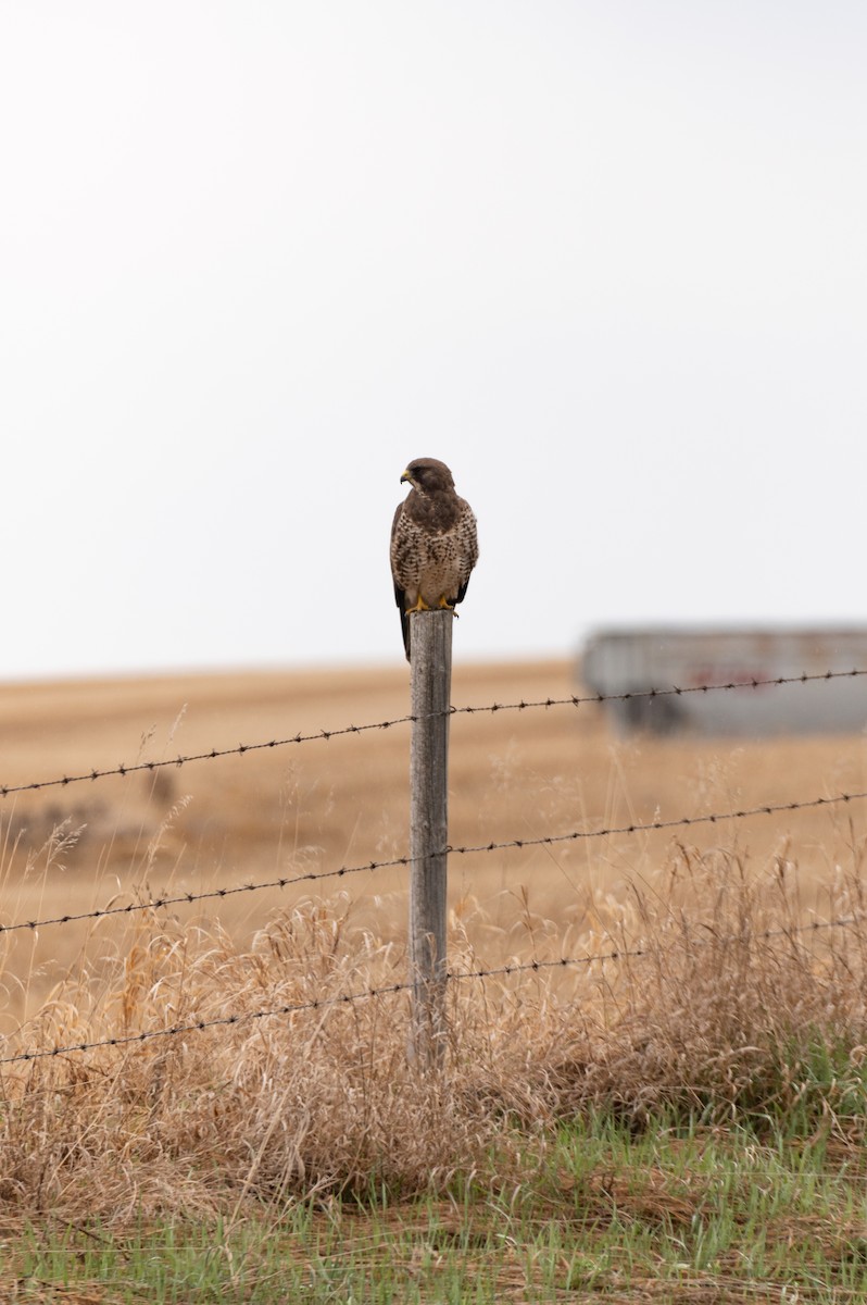 Swainson's Hawk - Cameron Hunter