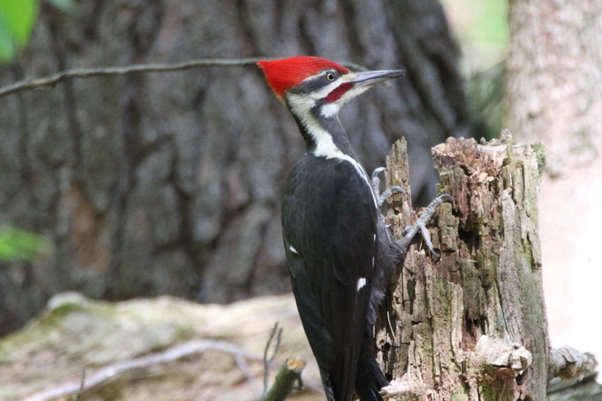 Pileated Woodpecker - ML570108761