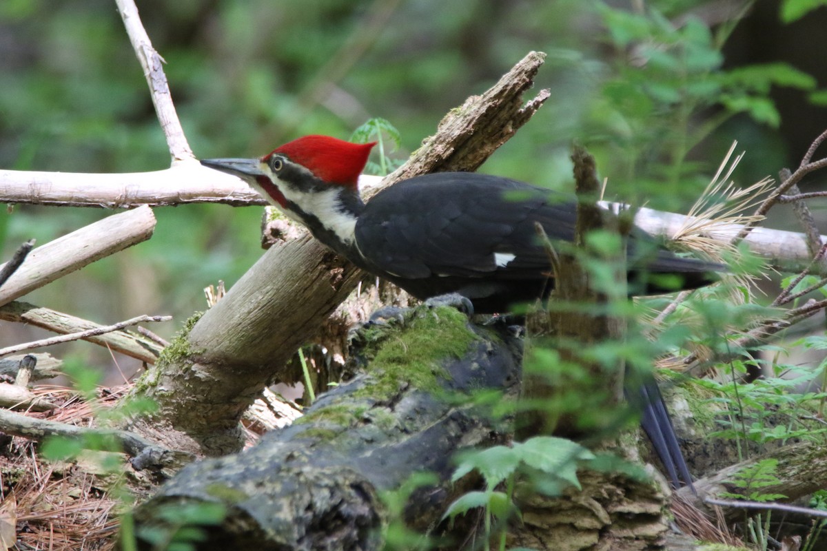 Pileated Woodpecker - ML570108771