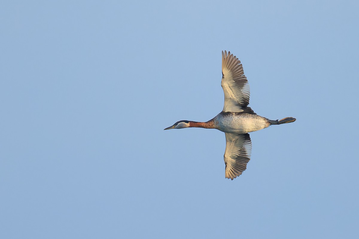 Red-necked Grebe - ML570108971