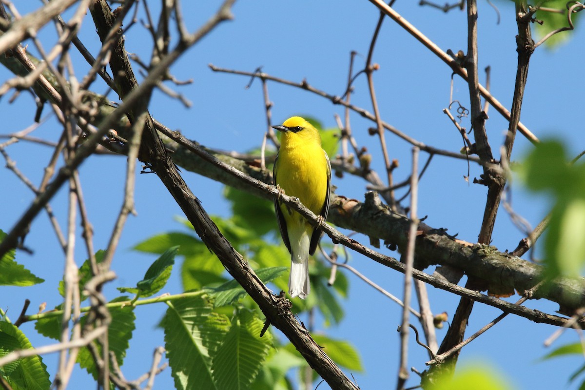 Blauflügel-Waldsänger - ML570109421