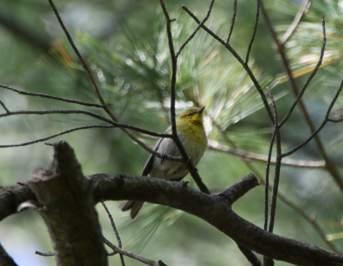 Pine Warbler - ML570109721