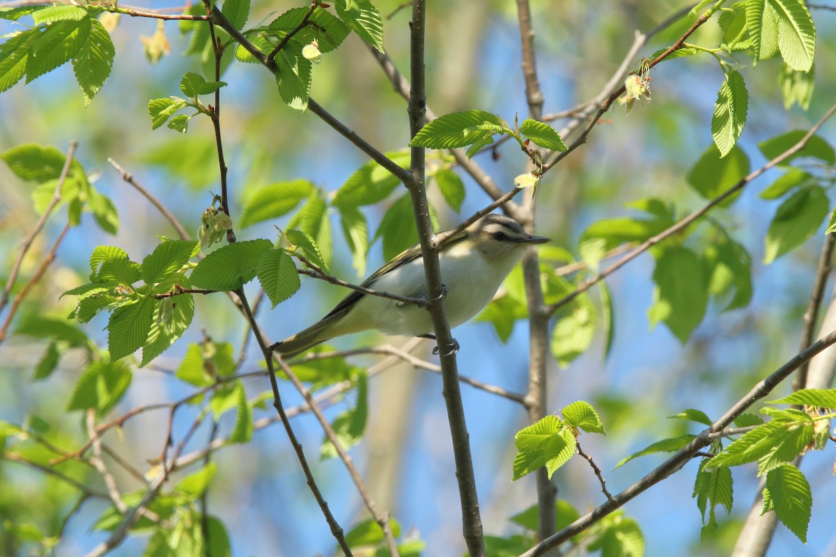 Vireo Ojirrojo - ML570110261