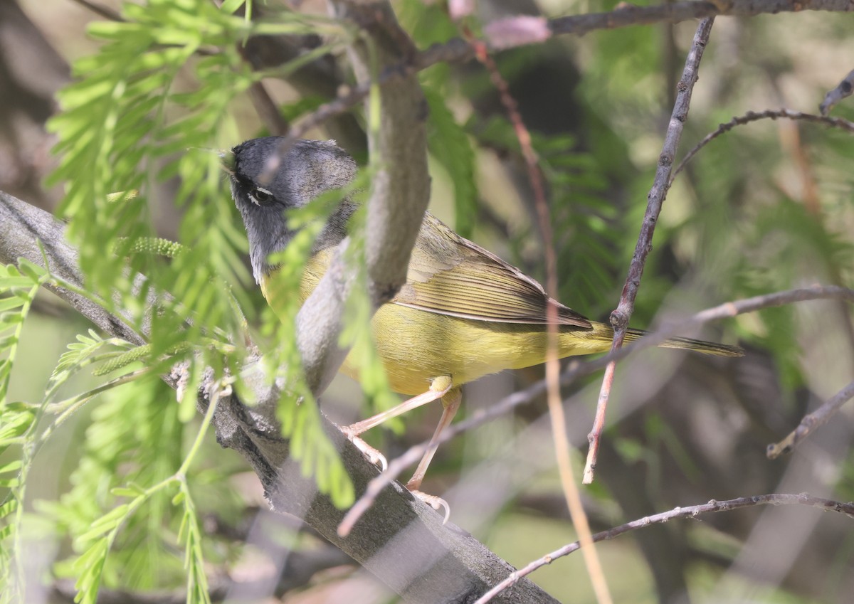 MacGillivray's Warbler - ML570111751