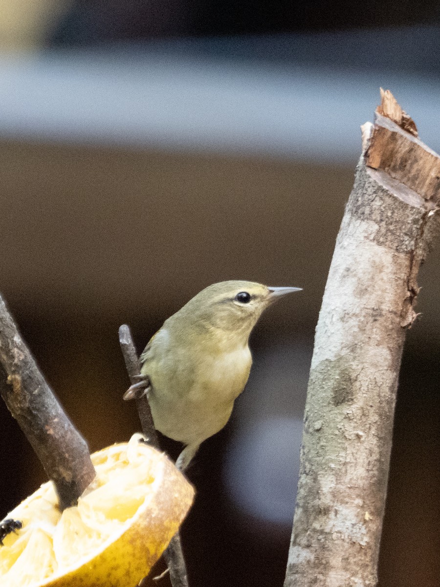 Tennessee Warbler - ML570111961