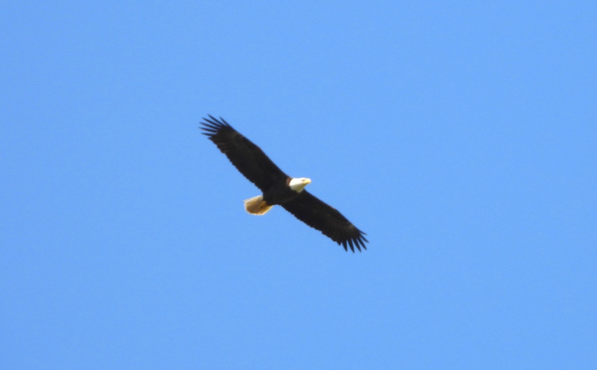 Bald Eagle - Sydney Horan