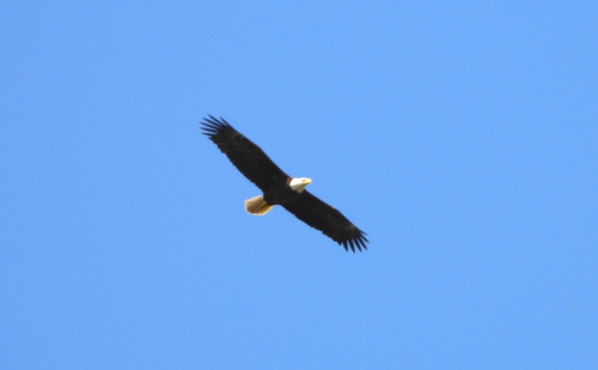 Bald Eagle - ML570112021