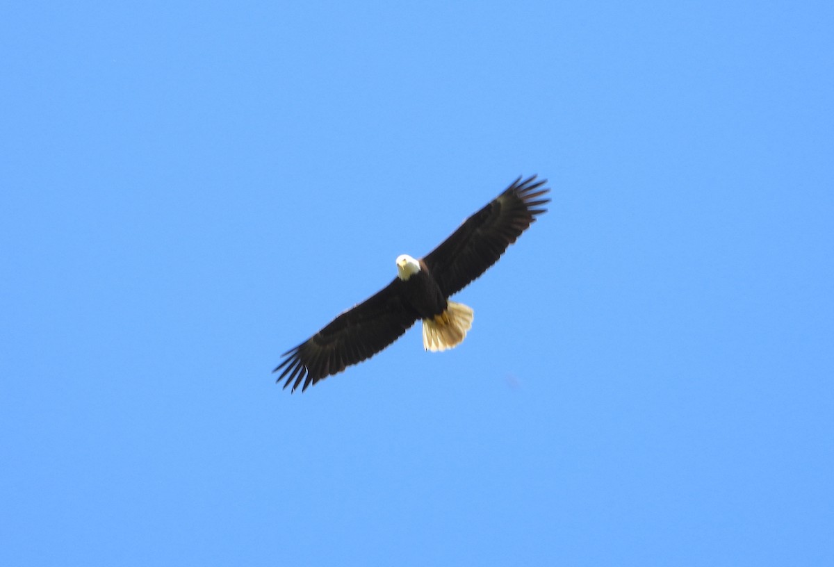 Bald Eagle - ML570112161