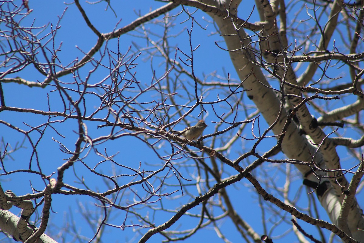 Ruby-crowned Kinglet - ML570112451