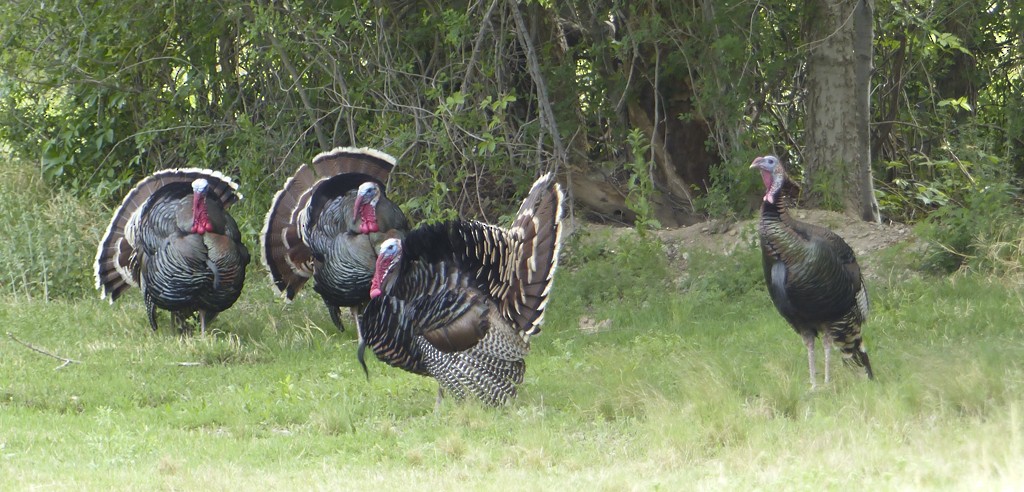 Wild Turkey - Narca Moore