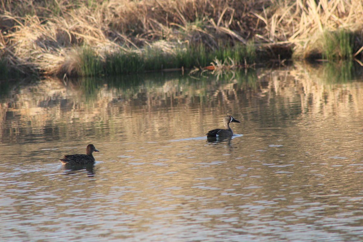 Blue-winged Teal - ML570114321