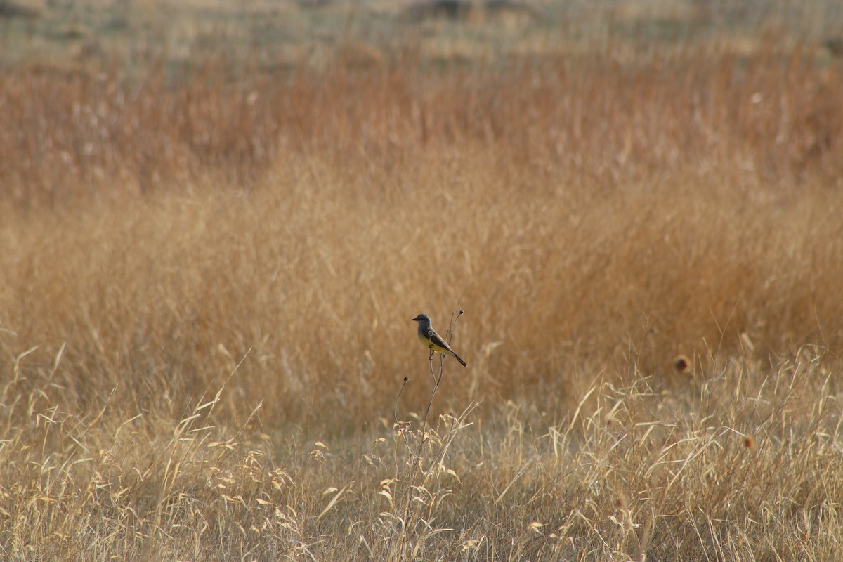 Western Kingbird - ML570114461