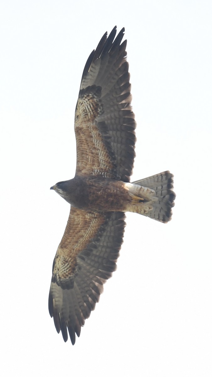 Swainson's Hawk - Sevilla Rhoads