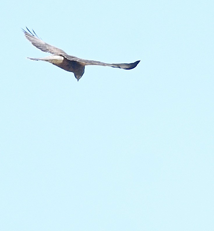 Swainson's Hawk - ML570114621