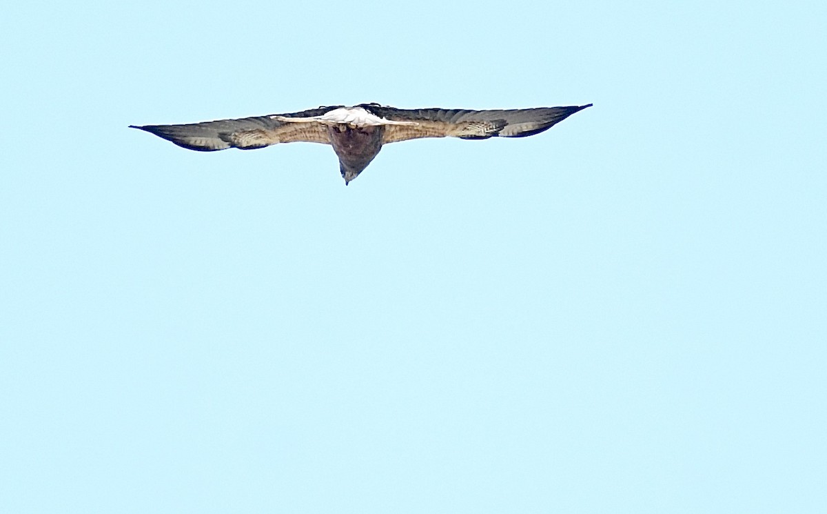 Swainson's Hawk - ML570114631