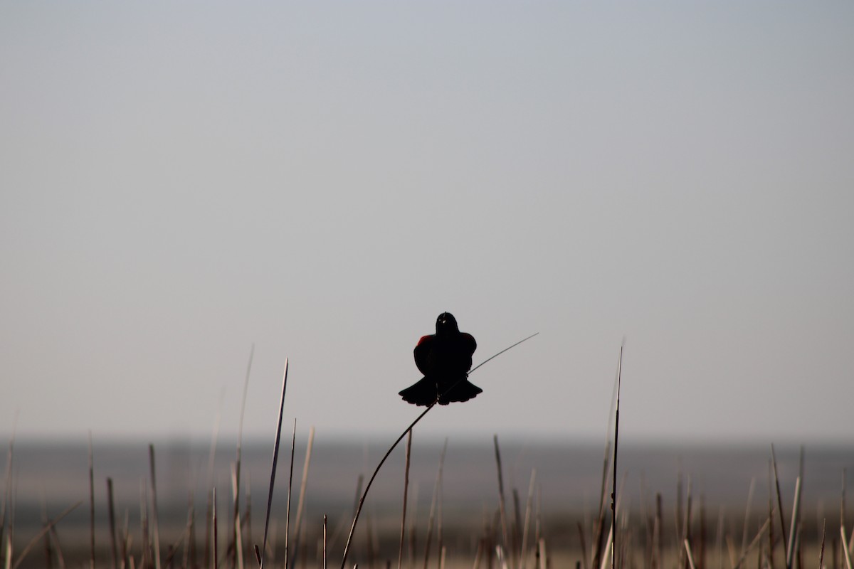 Red-winged Blackbird - ML570114651