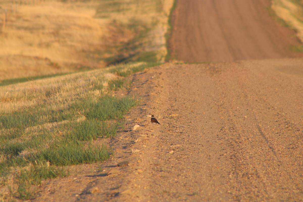 Killdeer - ML570114771