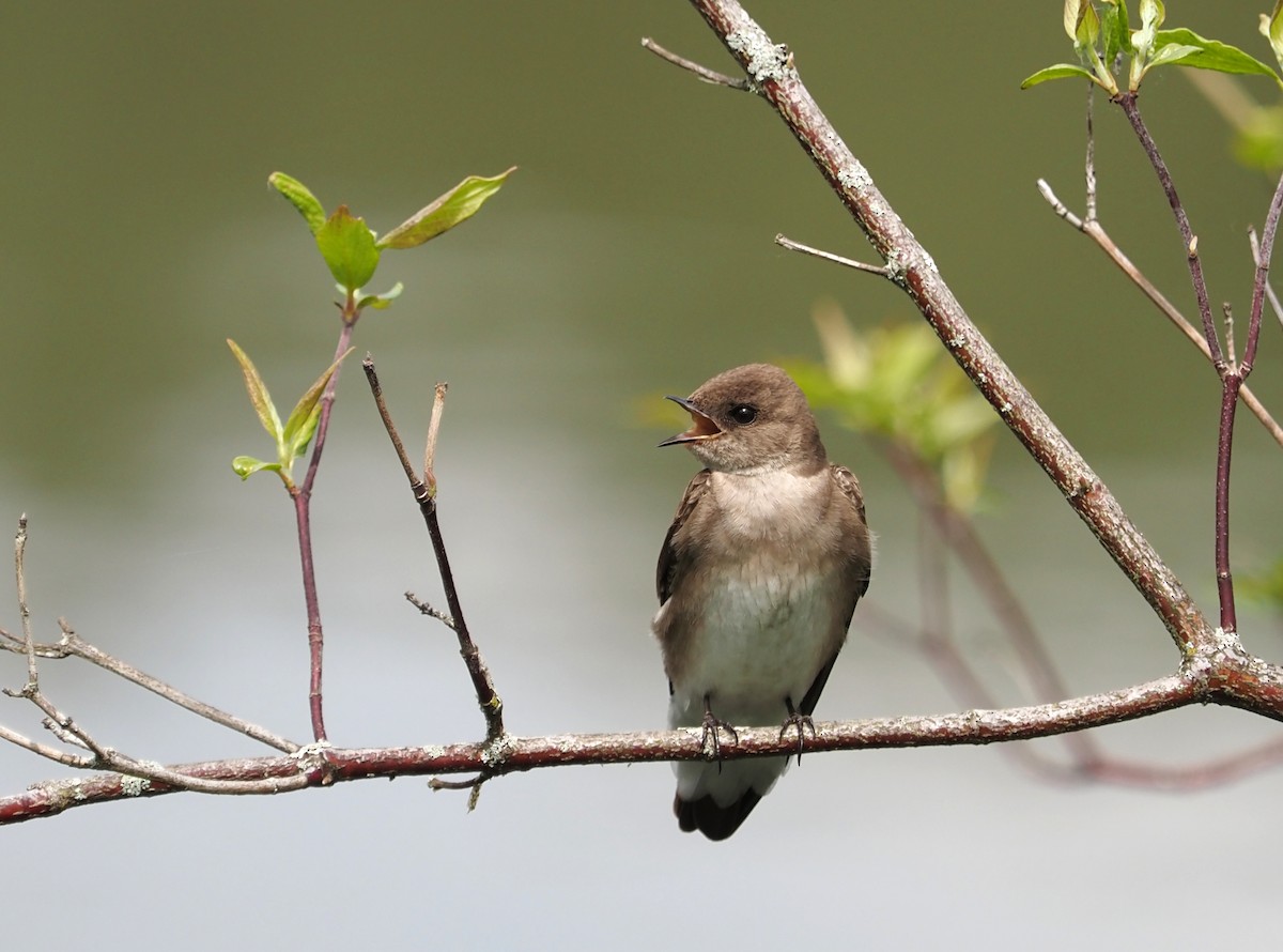 Northern Rough-winged Swallow - ML570115641