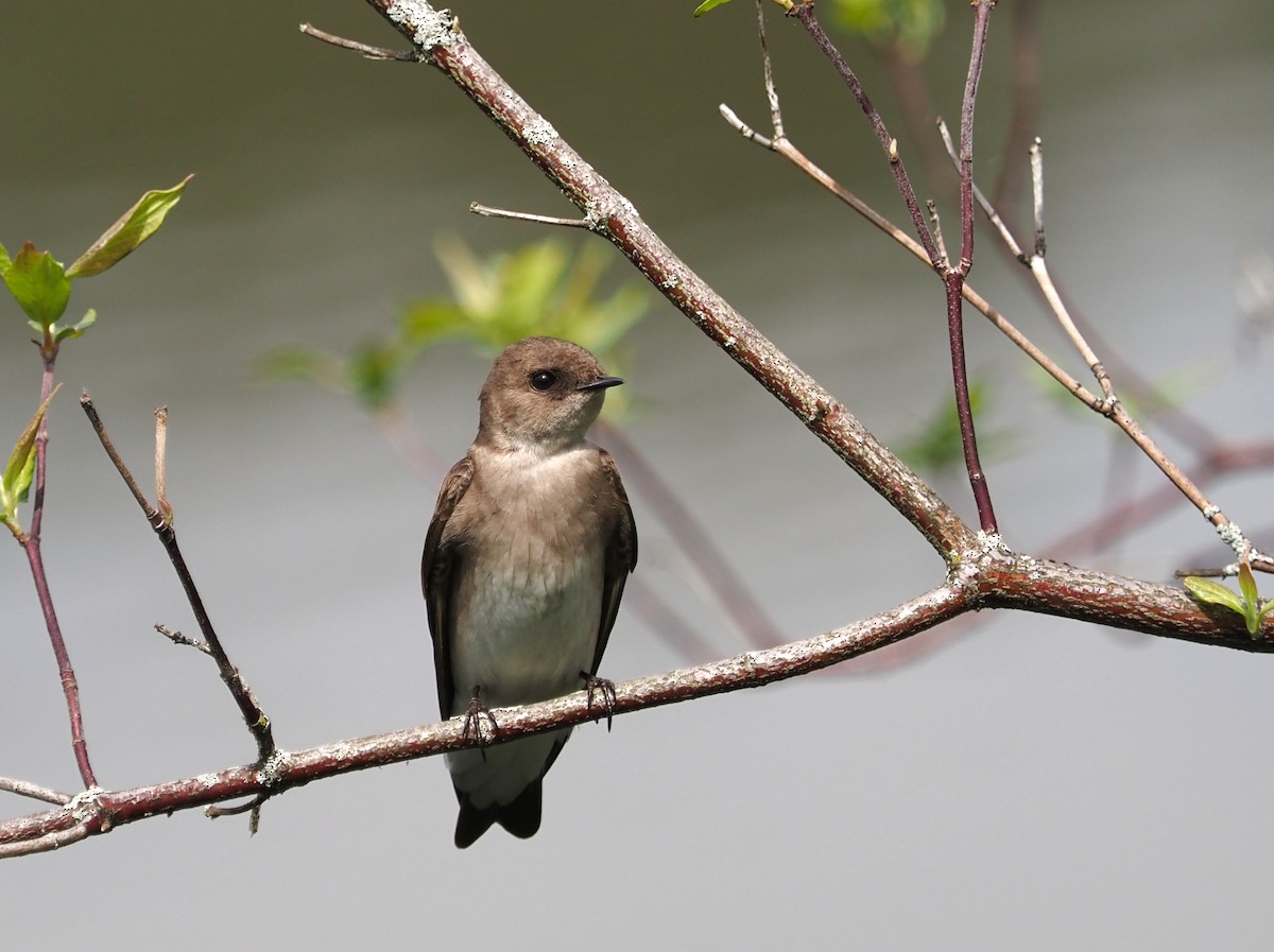 Northern Rough-winged Swallow - ML570115651