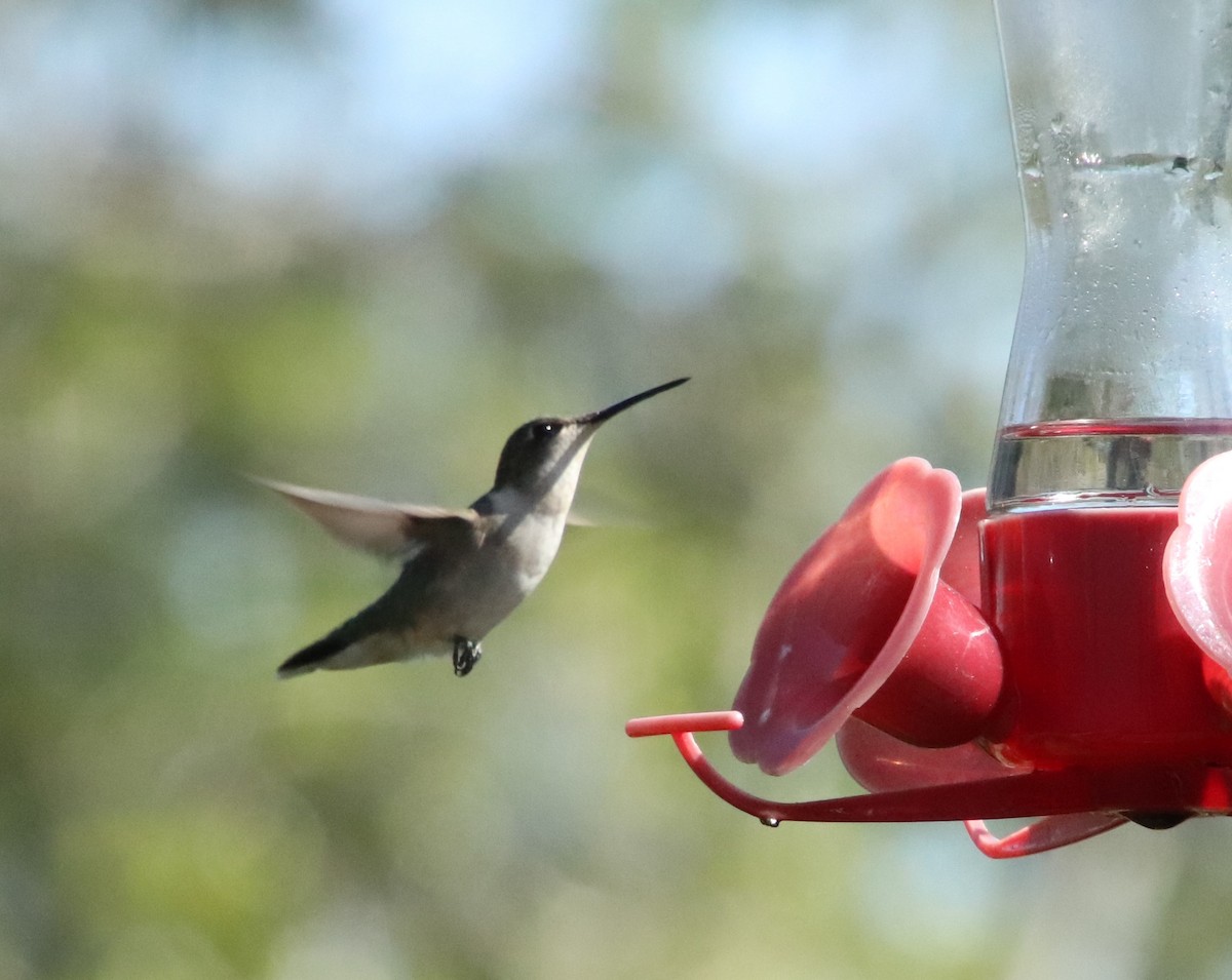 Ruby-throated Hummingbird - Tom & Betsy Blitz