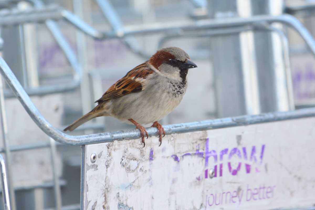 House Sparrow - ML570117341