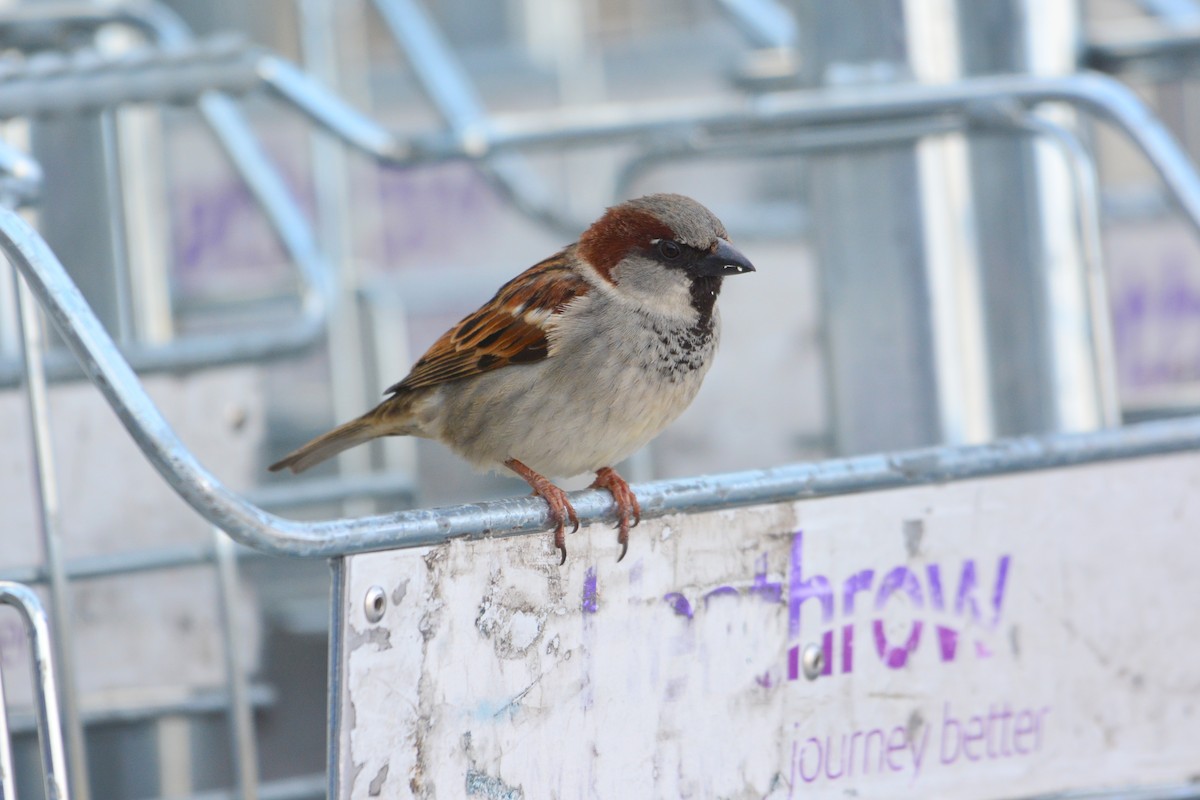 House Sparrow - ML570117351