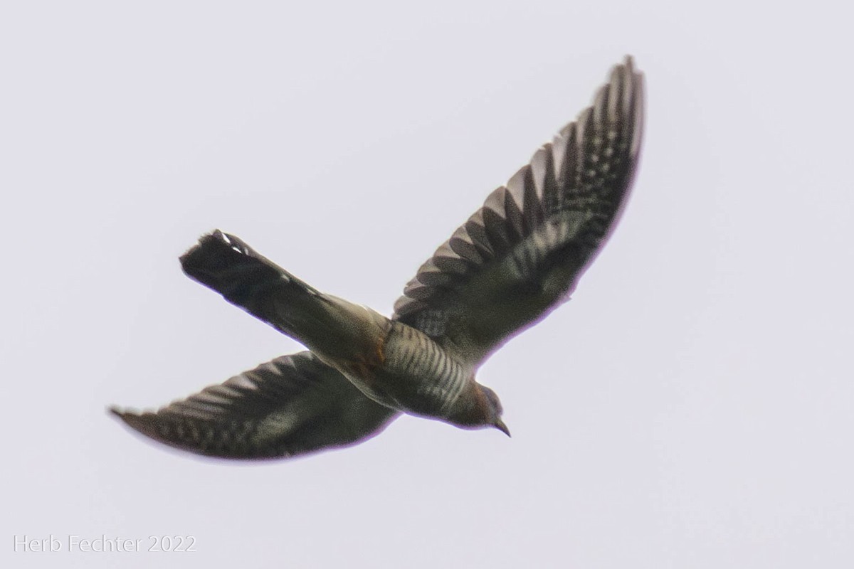 Red-chested Cuckoo - ML570117621